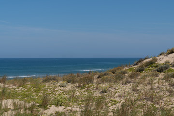 wild nature sand dunes to the beach Atlantic coast in Lege Cap Ferret in France west