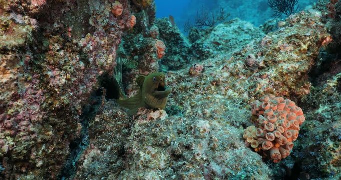 Panamic Green Moray Eel (Gymnothorax castaneus), mouth wide open resting in reefs of the Sea of Cortez, Pacific ocean. Cabo Pulmo, Baja California Sur, Mexico. 