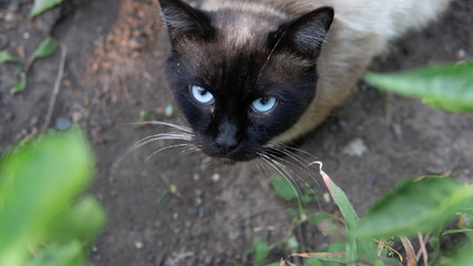 A portrait of a siamese cat with blue eyes on the street.