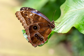 Closeup beautiful butterfly in a summer garden