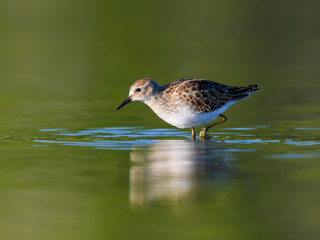 Semipalmated Sandpiper with Reflection in Green Water