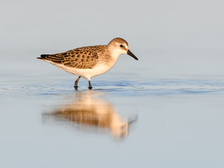 Semipalmated Sandpiper with Reflection in Blue Water