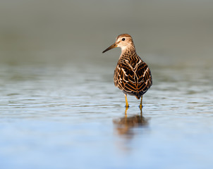 Pectoral Sandpiper  with Reflection Foraging on the Pond