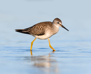 Lesser Yellowlegs with Reflection Foraging on the Pond