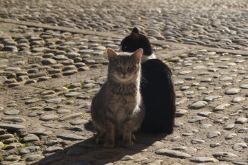 Cats, Ronda, Spain © bayazed