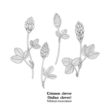 Vector illustration of plant  Crimson clover, Trifolium incarnatum.