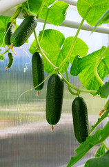 Cucumber plant. Fresh Organic Cucumbers.