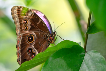 Closeup beautiful butterfly in a summer garden