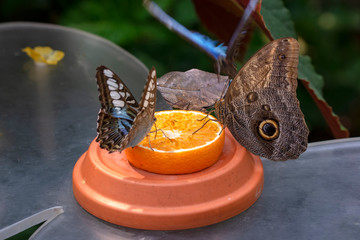Closeup beautiful butterfly in a summer garden