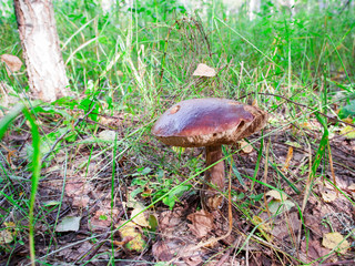 old boletus in the grass in the autumn forest