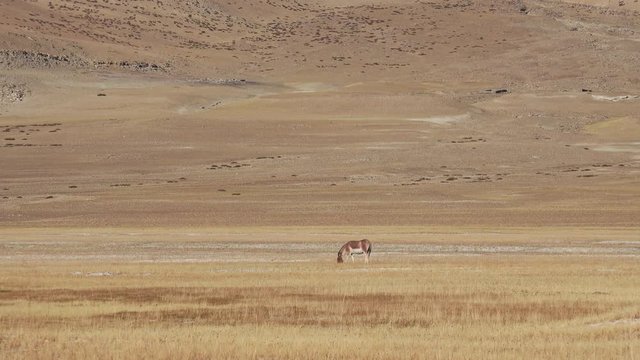 Wonderful Kiang {Tibetan wild ass) grazing in valley at the foot of Himalayan mountain range. Salty soil Tso Kar salt lake area. Exotic animal eating grass on field on sunny day, Zoom .Ladakh, India