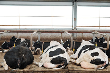 Two rows of restful milk cows lying in cowshed after eating © pressmaster