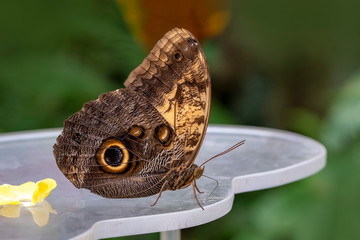 Fototapeta premium Closeup beautiful butterfly in a summer garden
