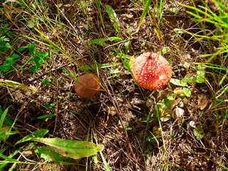 poisonous and edible mushroom, fly agaric and boletus in the grass in the forest 
