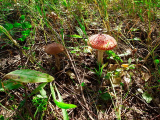 poisonous and edible mushroom, fly agaric and boletus in the grass in the forest 4