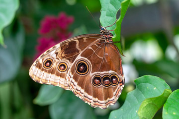 Closeup beautiful butterfly in a summer garden
