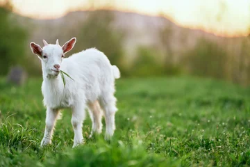 Fotobehang goat on a meadow © SHOTPRIME STUDIO