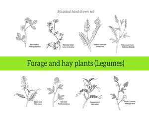 Set of illustrations of forage and hay plants - clovers, vetch, tare alfalfa, melilotus © wandapelin gmail com