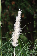 grass on a black background