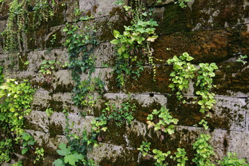 ivy on the wall