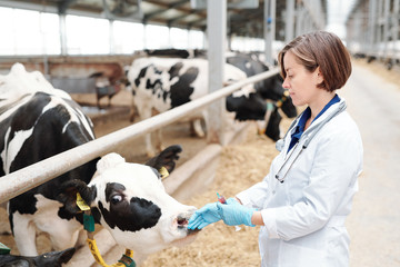 Young female vet in uniform and protective gloves touching muzzle of dairy cow
