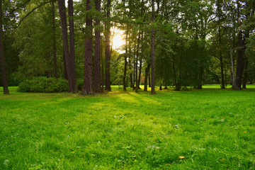 Sunlight breaks through the trees, covering the green grass with a beautiful yellow tint.