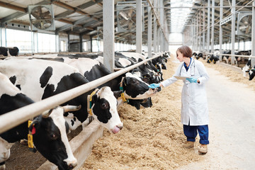 Young female carer of large farmhouse touching one of dairy cows during work © pressmaster