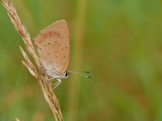 Small Copper Butterfly