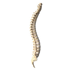 The Human Spine
