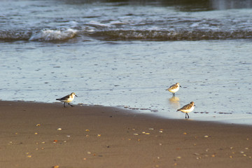 Seagulls on the beach