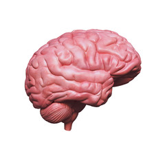 Brain From the Side