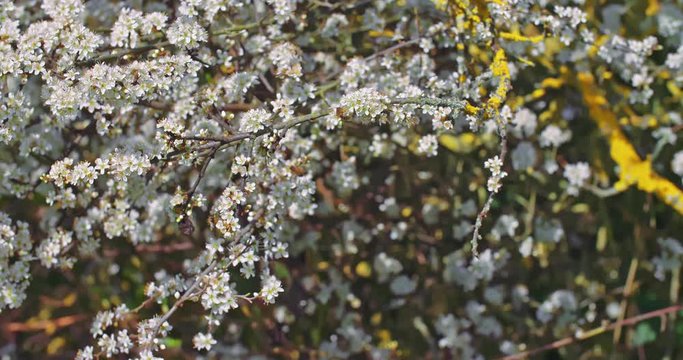 arbre en fleur cerisier pommier en fleur. Fleurs blanches dans un environnement de campagne et de nature. prise de vue en faible ouverture avec une faible profondeur de champs. Video inspirante
