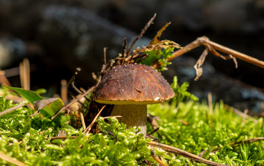 mushroom in the forest brown boletus on the background of moss and grass macro picking mushrooms