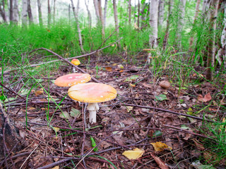 two fly agarics with wide hats in the grass in the forest 6