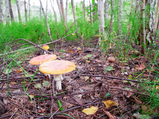 two fly agarics with wide hats in the grass in the forest 8