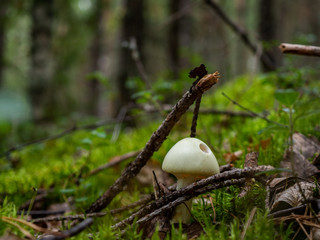 mushroom in the forest brown boletus on the background of moss and grass macro picking mushrooms