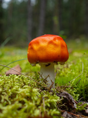 mushroom in the forest brown boletus on the background of moss and grass macro picking mushrooms