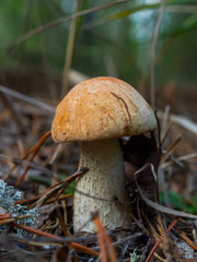 mushroom in the forest brown boletus on the background of moss and grass macro picking mushrooms