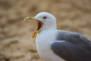Seagulls on the beach