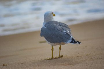 Seagulls on the beach