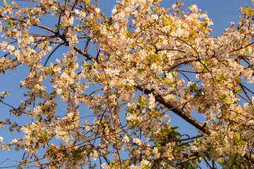 Cherry blossoms. White flowers of fruit tree.