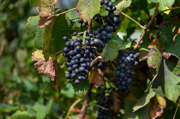 Ripe red grapes ready to pick