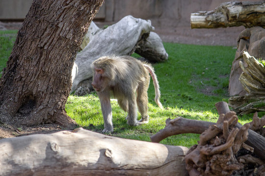Hamadryas BaboonHamadryas Baboon. Baboon walking on all fours on grass with tree closeby.