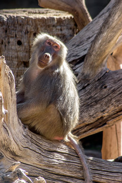 Hamadryas Baboon. Sitting on log and calmly looking to the right.