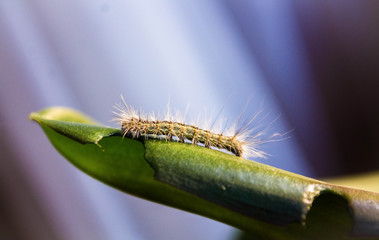 caterpillar on a leaf