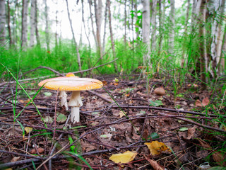 two fly agarics with wide hats in the grass in the forest 9