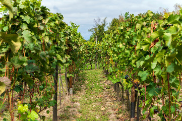 Fototapeta na wymiar Grapes bush after harvest in vineyard