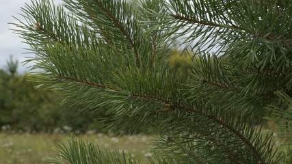 Obraz premium village, countryside, hamlet