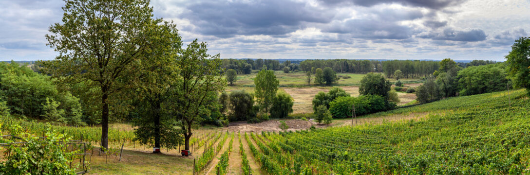 Panorama of vineyard fields in sout of Poland