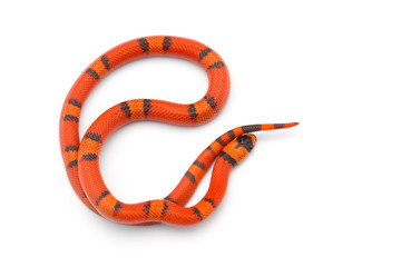 Red-Orange Milk snake isolated on white background